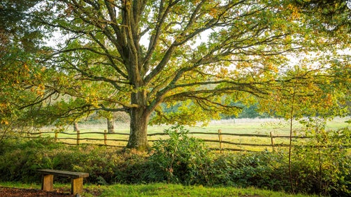 A small wooden bench sits at the edge of a path with grass and a large tree behind it